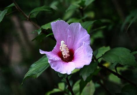 木瑾花花語